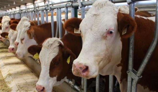 KURBAN BAYRAMI TARHLER    Kurban Bayram Arefe (leden Sonra): 15 Haziran 2024 Cumartesi    Kurban Bayram 1. Gn: 16 Haziran 2024 Pazar    Kurban Bayram 2. Gn: 17 Haziran 2024 Pazartesi    Kurban Bayram 3. Gn: 18 Haziran 2024 Sal    Kurban Bayram 4. Gn: 19 Haziran 2024 aramba