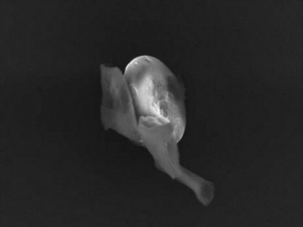 �ngiliz bilim insanlar�, atmosferin 12 ve 50. kilometrelerinde yer alan stratosferin 27 kilometresine bir balon g�ndererek ara�t�rmalar yapt�.