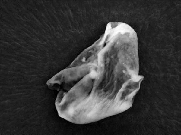 Bilim insanlar�, balonun �zerinde tuhaf zerreciklere rastlad�klar�n� ve bunun uzayl�lar�n ya�ad���n�n kan�t� oldu�unu s�yledi.