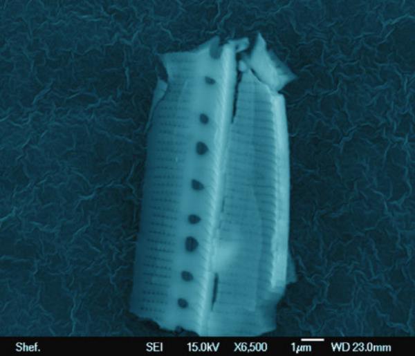 <b>Wainwright:</b> Bilimin elindeki t�m bilgiler �����nda, bunun uzaydan geldi�ini biliyoruz.