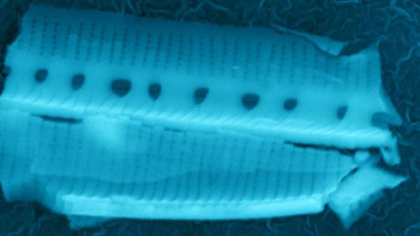 <b>Wainwright:</b> Bu ya�am �eklinin bu kadar y�ksekli�e ��kabilece�ine i�aret eden bir mekanizma yok.