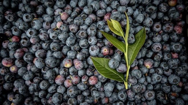 YABAN MERS�N�    K���k mor meyve, v�cudu enfeksiyondan bir z�rh gibi koruyan vitaminler ve antioksidanlarla dolu. Ayr�ca lezzetli ve d���k kalorili bir at��t�rmal�k.    Ara�t�rmac�lara g�re yaban mersini, antioksidan bak�m�ndan zengin olmas� nedeniyle ya�lanma kar��t� g��l� bir etki yarat�yor.    Bunlar h�crelerin sa�l�kl� kalmas�na ve hasar g�rmesini engellemeye yard�mc� olurken ayn� zamanda DNA onar�m�n� da destekliyor.    C vitamini i�eri�i nedeniyle meyveler ayn� zamanda kas hasar�n� ve a�r�y� azalt�yor ve kolajen �retimi ile g�z sa�l���n� destekliyor.