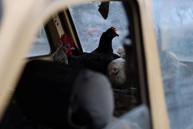 Konya?da m��terilerin do�al yumurta talebini kar��lama i�in k�yleri gezen  Mehmet Kasalak, i�ine boyut katt�. Kasalak, iddias�na g�re, arabas�na doldurup getirdi�i tavuklar�n i� yerine geldi�inde rahatlam�� oldu�unu farketti. Kasalak, bu ke�fi sonras� art�k tavuklar� arabas�yla gezdirmeye ba�lad�.