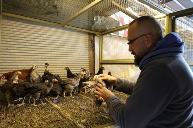 "Gezen tavuklar�ndan" sa�lad��� yumurtalar�n tad�n�n ve kalitesinin de artt���n� d���nen Mehmet Kasalak, tavuklar� gruplara ay�rarak arac�yla s�rayla gezdirmeye ba�lad�.  Bu "ke�if" Kasalak'�n bir arkada��n�n �ekti�i video ile kamuoyuna duyuruldu. Video hemen ilgi �ekti.