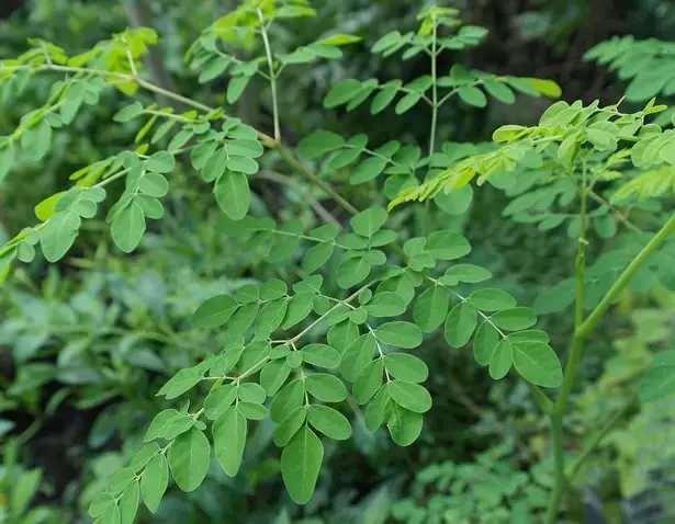 Moringa oleifera olarak da bilinen Moringa bitkisi, a tam adyla Moringa Oleifera, anavatan Hindistan olan ve Pakistan, Nepal, Filipinler gibi baka lkelerde de yetitirilen ifal bir bitki trdr. Dou lkelerinde diyabet, kalp hastal, anemi, artrit gibi pek ok hastaln nlenmesi ve tedavisinde nesiller boyunca kullanlmtr.