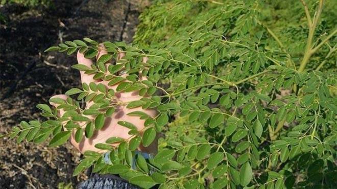 Moringa ay, lkemizde daha ok poet ay eklinde satlmaktadr. Bu sebeple kullanm ve hazrlanmas son derece kolay ve pratiktir.