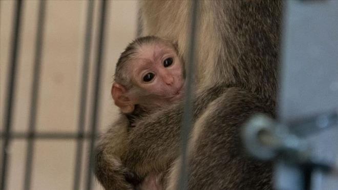 BAARISIZ MAYMUN DENEYLER    Neuralink'e kar istismar davalar ald ve davann ayrntlar paylald.    Davada, hayvanlarn "beyinlerine yerletirilen elektrotlar nedeniyle enfeksiyonlara maruz kaldklar" ve  onaylanmam bir maddenin "beyinlerinin baz ksmlarn yok ederek" maymunlar ldrd belirtiliyor.