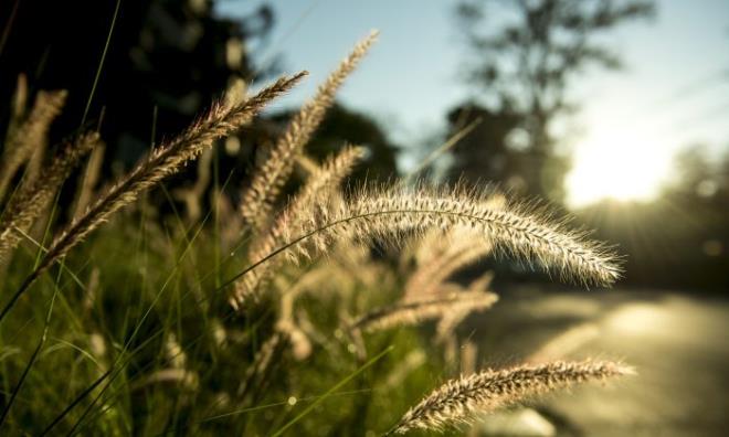 Azerbaycan Trklerinin yaratlla ilgili eski inanlarndan kaynaklanan ve Nevruz Bayramndan nce, yln son aramba gnnde yaplan "boz ayn drt arambas", uygulamasn ifade eden "Cemle" szc de "Cemre" ile ayn kelimedir.    Buradaki "Cemle" de kken olarak "mir, mere, Emire" szckleriyle balantldr. Celal Beydili'ne gre; baz szlklerde gsterildii gibi, Arap dilinden geldiini sylemek doru deildir.