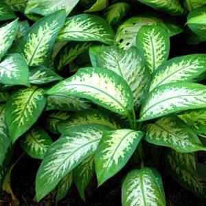 Ayni zamanda stl z svs da gzler iin ok tehlikelidir.