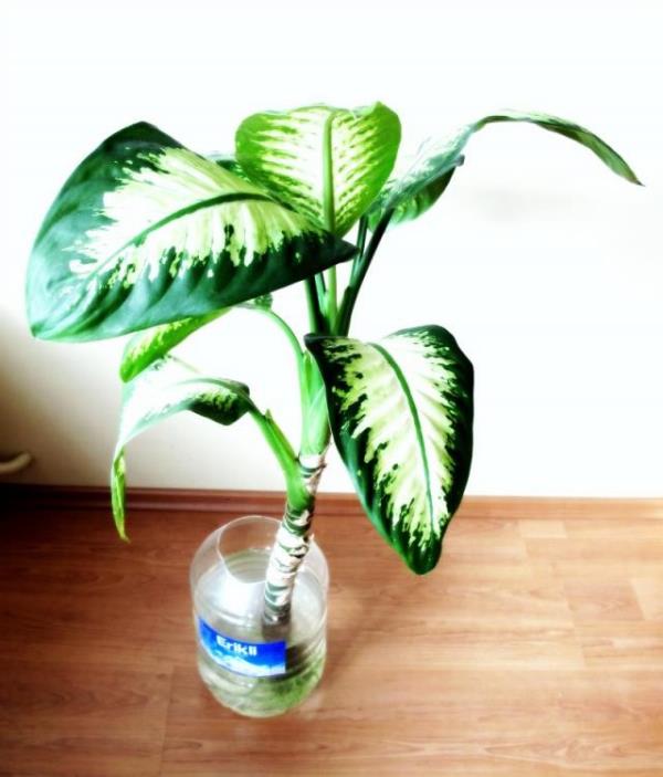 Bitki azda inendii zaman dudaklarda ve dilde ime, azda yanma ve tahri yapar.