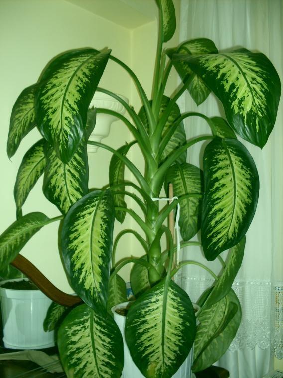 Tkrk salgs artarak yutkunma ve nefes alma zorluu ortaya kar.