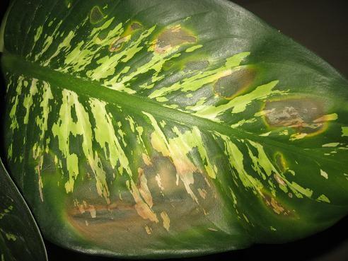  mekan ss bitkisi olarak kullandmz en zehirli trlerden birisidir. Saponin, alkoloit, glikozit, zararli enzimler ve okzalik asit tasimaktadir.