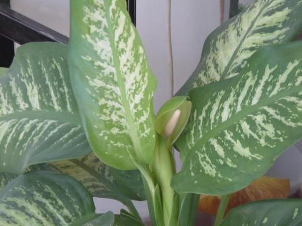 Asl zehirlemeyi yapan bitkideki kalsiyum oksalatlardr. Yapran elle koparlmas ve ovulmas halinde hemen deriye geerler.