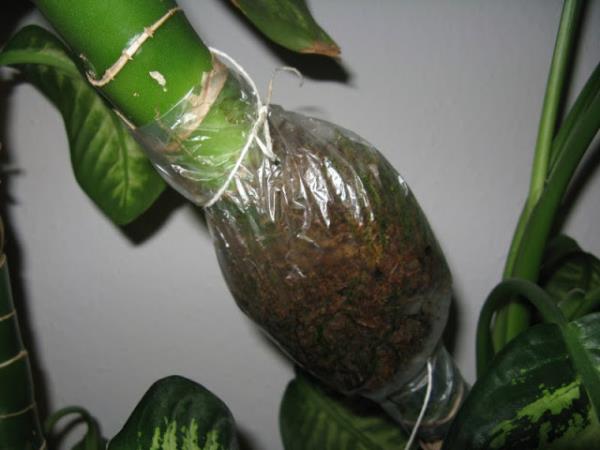 Evlerimizde ok zenle baktmz difenbahya, ithal ieklerin en zararllarndan biridir.