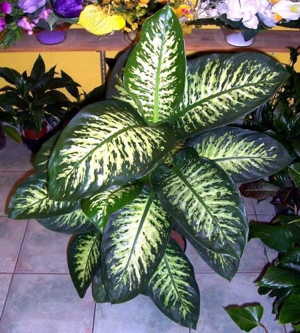 Difenbahya bitkisinin, yaprak zsuyunda bulunan baz toksik maddeler nedeniyle ocuklardan uzak tutulmas gerekiyor.