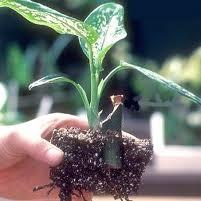 Difenbahyann inenmesi veya yenmesi durumunda ise az iinde ime, kzarma, yaralar meydana gelmesi, yanma ve iddetli ac, tkrk art, yutma gl, ses kskl, sindirim sisteminde ime, midede tahribat oluabilir.