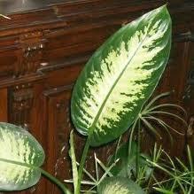 Bitkinin yaprann elle ovulmas, koparlmas, inenmesi gibi durumlarda zararl maddeler darya kar.