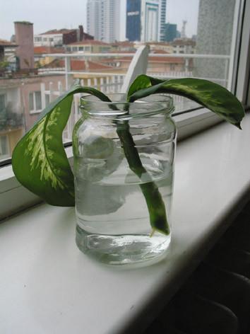 Yapraklarda oluabilecek yaralama ve koparmayla aa kan bitki zsuyu, ierdii baz kimyasal maddeler nedeniyle toksik etki yaparak sala zarar verebilmektedir.