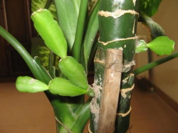 Yapraklarn eitli ekilde koparlmas, kesilmesi sonucunda kesim yerinden szan zsuya dokunulmamas gerekir.