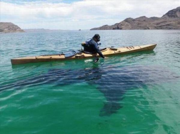 2013'n en ok forward'lanan fotoraflar