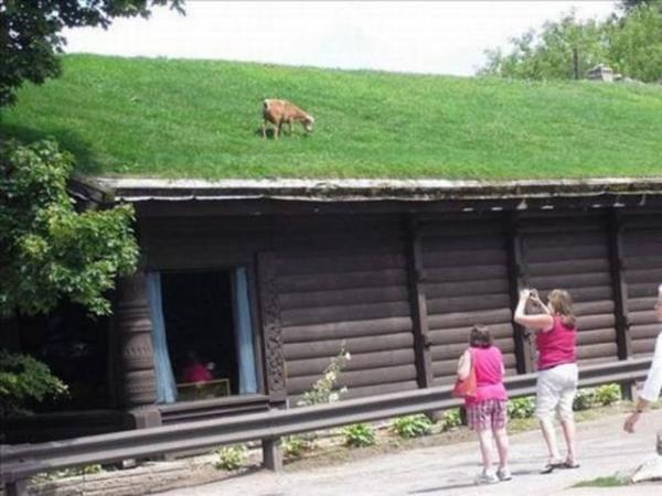 2013'n en ok forward'lanan fotoraflar