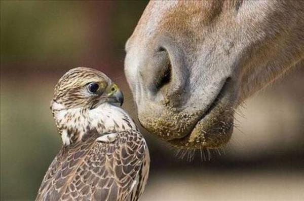 2013'n en ok forward'lanan fotoraflar