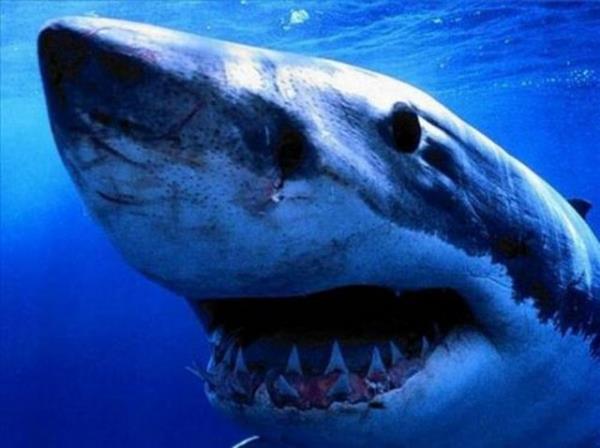 2013'n en ok forward'lanan fotoraflar