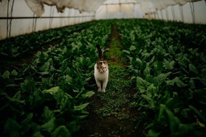 Tohumlardan oluan ve gnlk hayatta yediimiz sebzeler muhtemelen yok olacaktr.     iftlik hayvanlar aylar, akallar, kurtlar ve panterler iin kolay bir av olup onlarnda zamanla nesli tkenirdi.     Kediler yabanileir, ancak birou daha byk hayvanlar tarafndan avlanm olurdu.     Kpeklerde muhtemelen hayatta kalamazd.