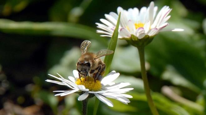 Havalarn snmasn temsil eden cemre, bahar bayram nevruzun yaklatna iaret ediyor. Halk kltrnde "baharn habercisi" kabul edilen cemrelerden ilki 19-20 ubat'ta havaya, ikincisi de geen gnlerde suya dt. te, 3. cemrenin d tarihi...