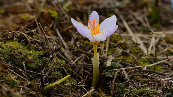 lk cemre havaya ve yedier gn arayla da suya ve topraa der. Zemre ise Kumuk Trkesinde nem, buhar gibi anlamlara gelir. Tasavvuftaki kor ve ate kavramlarnn mecazi anlamlar vardr. Temizlenmeyi ve yeniden douu temsil eden ate ak kavramnn yakclyla da yakndan ilgilidir.    Azerbaycan Trklerinin yaratlla ilgili eski inanlarndan kaynaklanan ve Nevruz Bayramndan nce, yln son aramba gnnde yaplan "boz ayn drt arambas", uygulamasn ifade eden "Cemle" szc de "Cemre" ile ayn kelimedir.    Buradaki "Cemle" de kken olarak "mir, mere, Emire" szckleriyle balantldr. Celal Beydili'ne gre; baz szlklerde gsterildii gibi, Arap dilinden geldiini sylemek doru deildir.