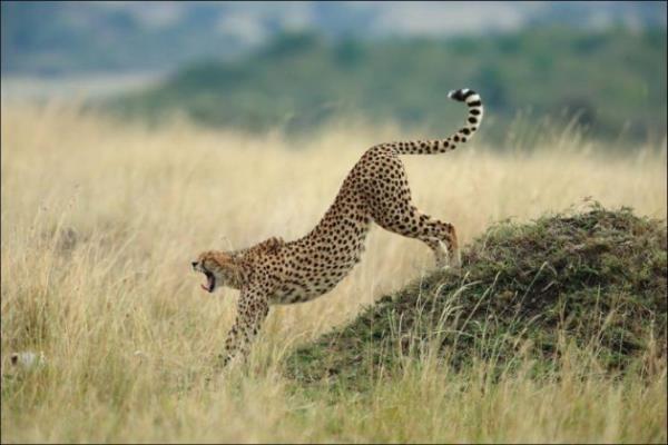 En iyi National Geographic 2013 fotoraflar