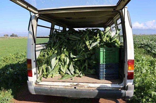 "Artk enginar lks bir rn olmaya balad. Fiyatlar biraz pahal. Toptanda tanesi 20 TL'den balad daha da artarak devam ediyor. Bunun sofraya ulamas 40 TL'yi buluyor. Biz en son lokantada enginar stanbul'da yedik ve bir tanesi 400 TL fiyat yazlmt."