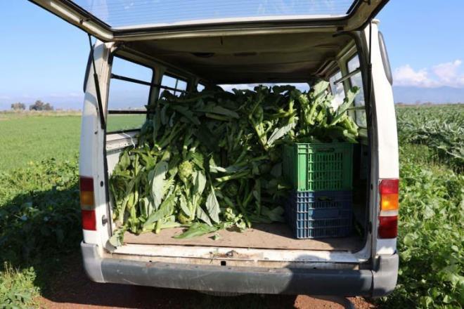 Adet fiyat tarlada 20, pazarda 40-50 TL'den satlan enginar, lokanta ve restoranlarda ise mteriye 400 TL'ye ulaan fiyatla servis ediliyor.