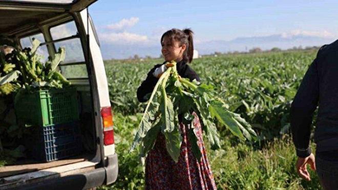 Trkiye?nin yzde 42?lik ihtiyacna cevap veren Aydn?da hasat sezonu balarken, tarlada toptan adet sat fiyat 20 TL olan yeil elmasn lokantalarda tabaa uzanan yolculuu 400 TL'ye kadar kyor. Enginar retiminde olduka byk baar elde den lkemizdeki uzmanlar enginarn bilinmeyen faydalarn aklad.