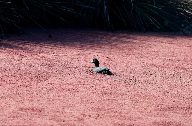 Bafra, 19 Mays ve Alaam ileleri snrlar iinde yer alan, Uluslararas Ramsar Szlemesi ile koruma altnda bulunan Kzlrmak Deltas Ku Cenneti'nde bugne kadar 365 ku tr grld.