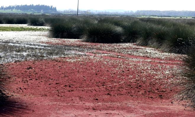 Kzlrmak Deltas Ku Cenneti, doa tutkunlar, makro ve ku fotoraflar bata olmak zere her sene yerli ve yabanc binlerce ziyaretiyi arlyor.