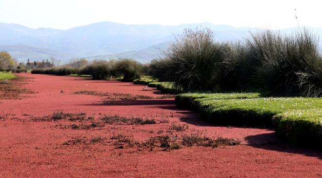Kzl rengin hakim olduu sulak alanlarda beyaz su papatyalarnn da amasyla gzel grntler ortaya kt.