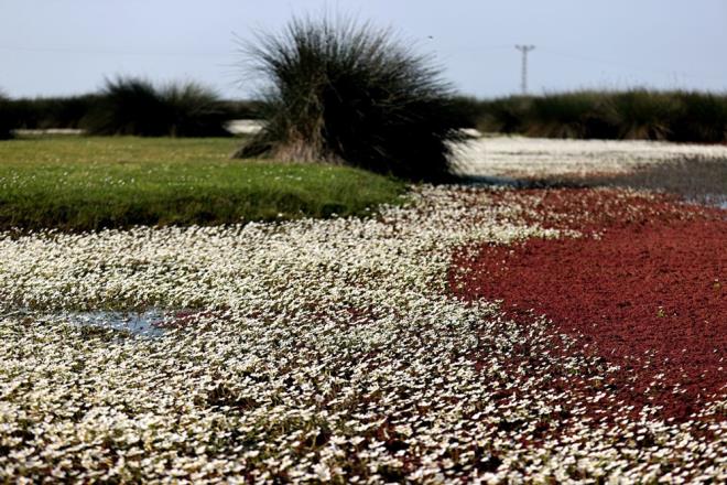 Kzlrmak'n denize dkld blgeyi de iine alan 56 bin hektar alana sahip Kzlrmak Deltas Ku Cenneti, Trkiye'nin nemli biyolojik zenginlik alanlarndan biri konumunda.