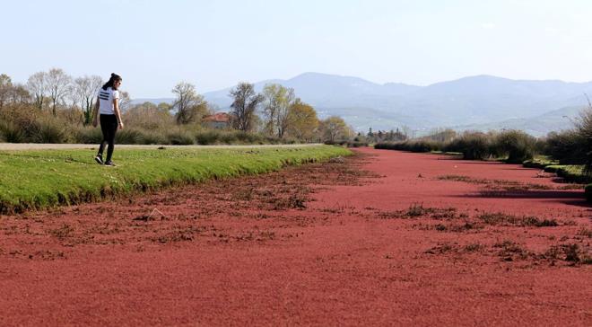 Suda yaayan bir tr erelti otu olan kzl erelti otu baharla birlikte deltadaki su yzeylerini kaplad.