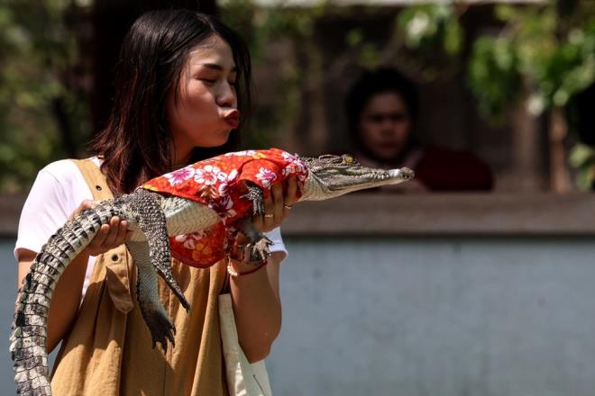 Ziyaretiler, timsahlar ellerine alarak fotoraf ekildi ve i etlerle besledi.