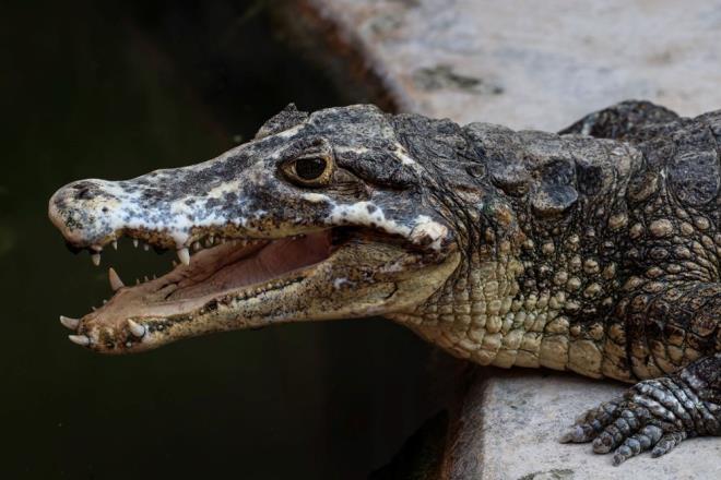 Taylan'n  Samut Prakan kentinde Covid-19 nlemleri kapsamnda 3 yl nce kapatlan timsah iftlii yeniden ald.