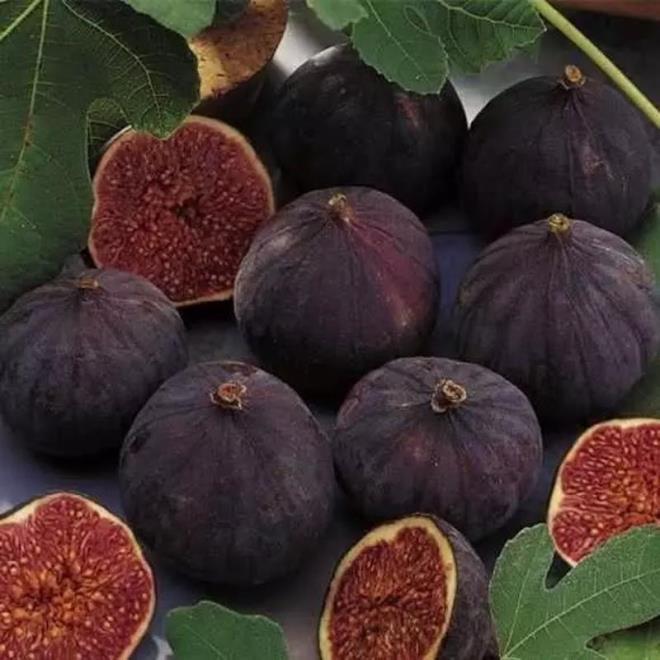 TE SYAH NCRN BLNMEYEN FAYDALARI<p>      - Kalsiyum bakmndan zengin olan siyah incir, zellikle hamile kadnlarn ve geliim andaki ocuklarn tketmesi gereken nemli besinlerden biridir.