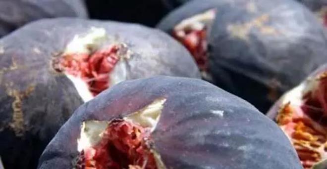 - Kandaki kt kolesterol seviyesini dzenleyerek kalp ve damar hastalklarna yakalanma riskini azaltr.