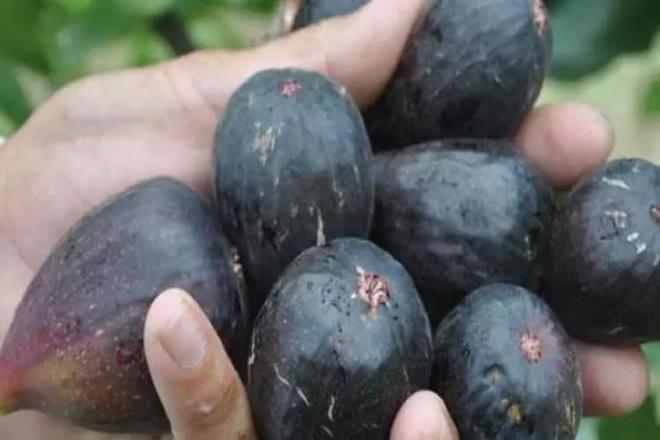 - Diyet listelerinde de yerini alan siyah incir dzenli ve ll tketilmelidir.