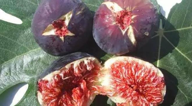 - Vcutta bulunan serbest radikalleri dk ve idrar yolu ile atar. Ayrca gnde sadece 2 tane tketildiinde bile mide duvarn korur ve barsaklardaki kalntlar temizler.