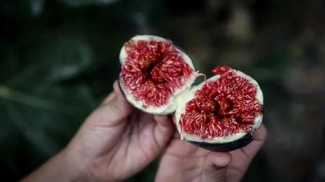 - Vcudun gnlk ihtiyac olan minerali 40 gramlk siyah incir karlamaktadr.