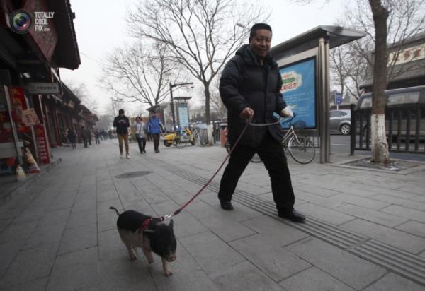 Hayvanlar hi byle grdnz m?