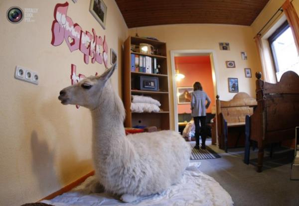 Hayvanlar hi byle grdnz m?