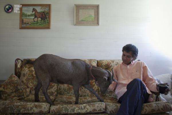 Hayvanlar hi byle grdnz m?