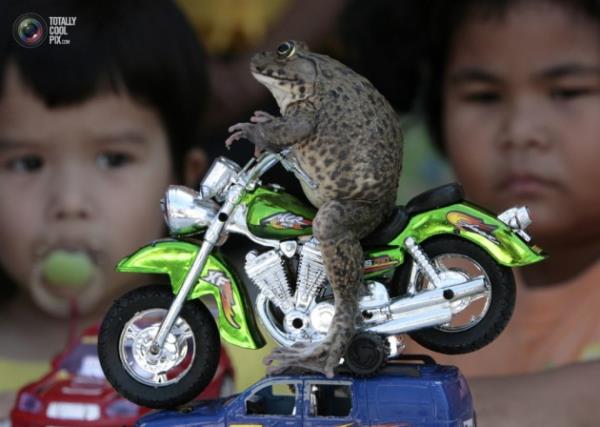 Hayvanlar hi byle grdnz m?